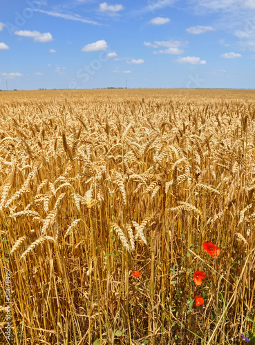 Golden wheat field