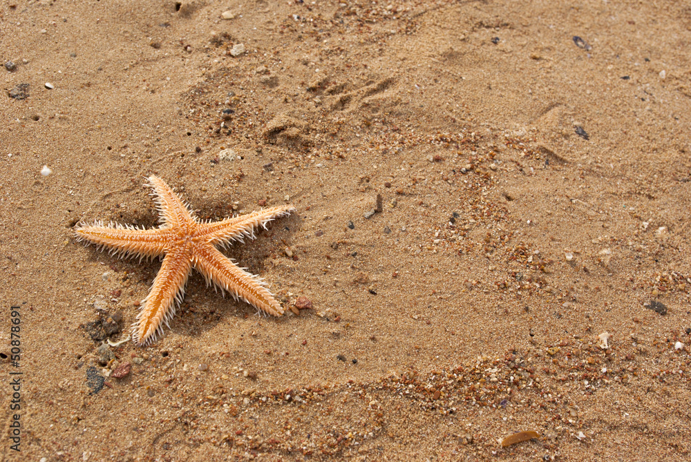 starfish on the beach