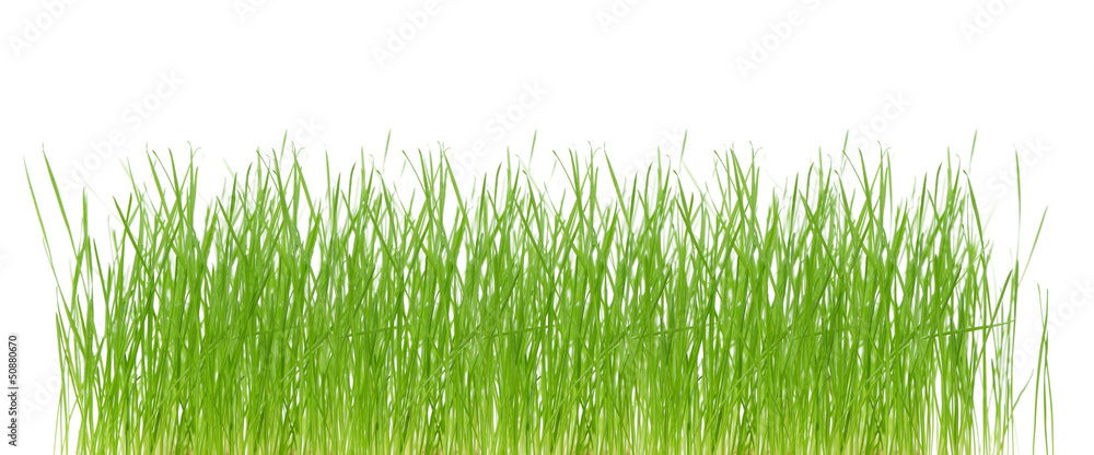 fresh green spring grass fresh green spring grass