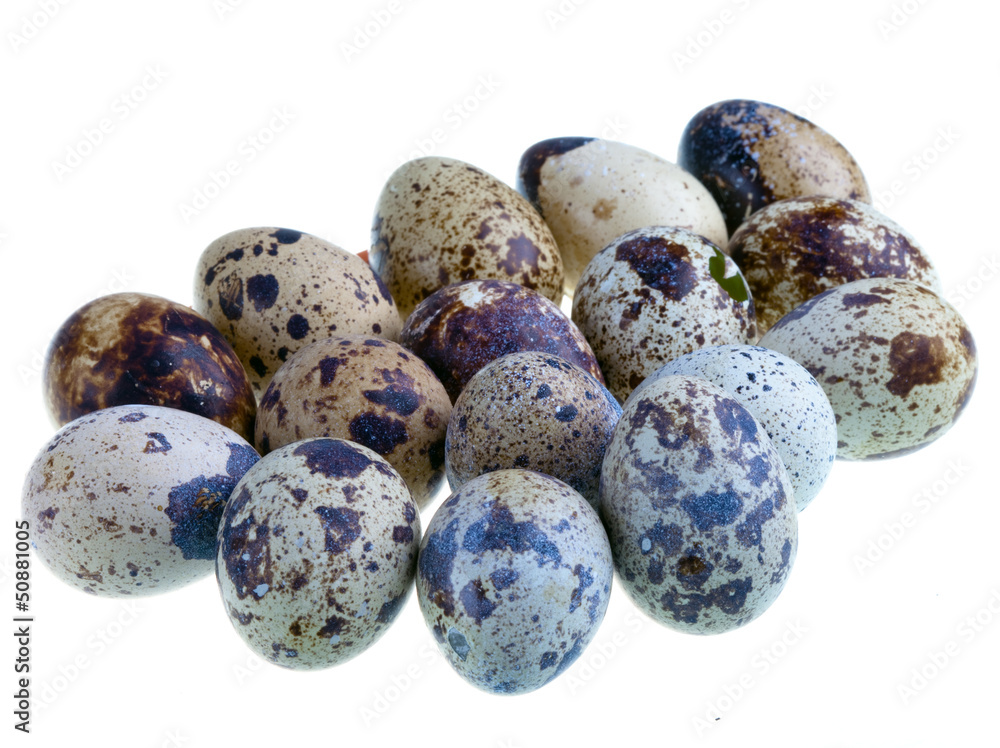 Obraz premium Quail eggs