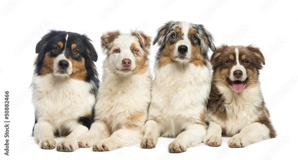 Group of Australian Shepherd lying and looking Group of Australian Shepherd lying and looking