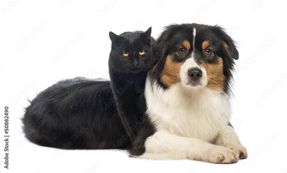 Black Cat standing over an Australian Shepherd lying