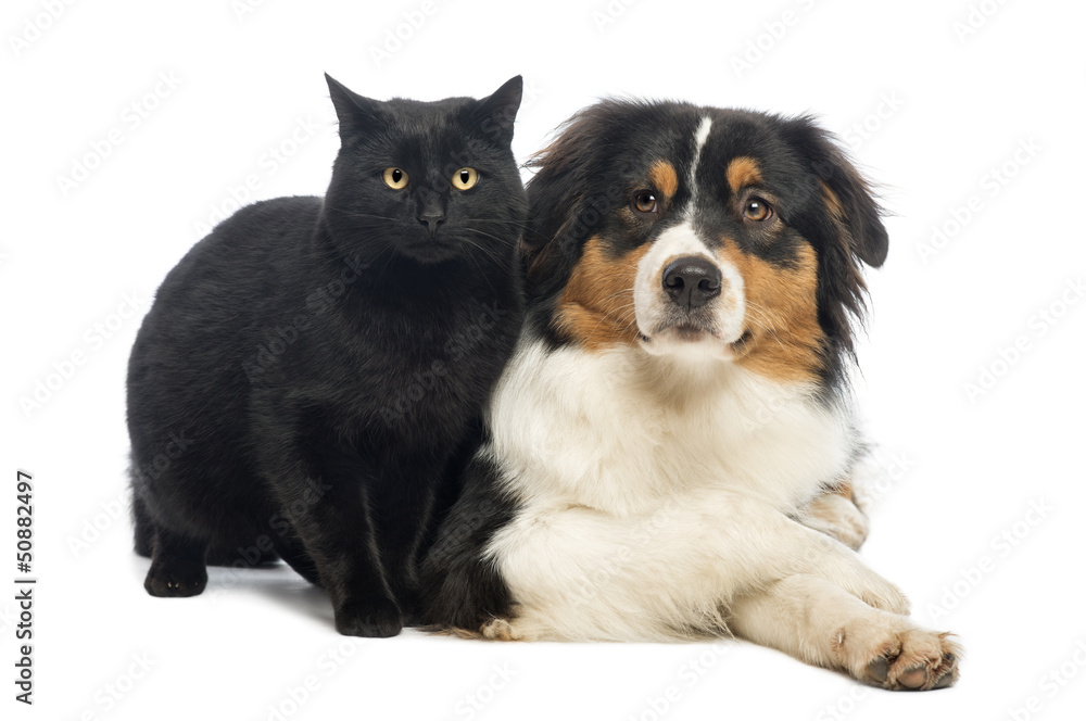 Australian Shepherd lying next to a Black Cat Australian Shepherd lying next to a Black Cat