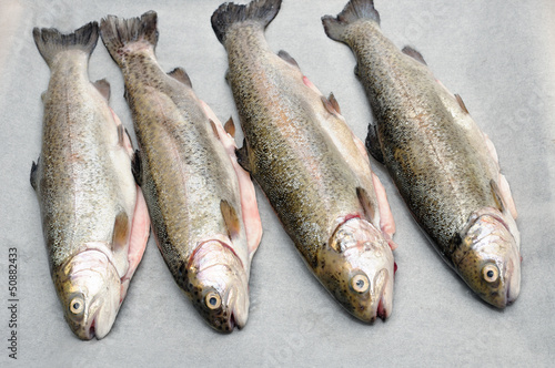 four trout fish