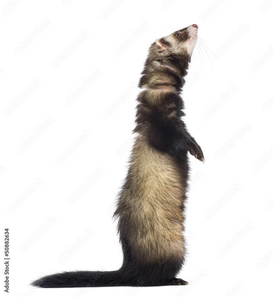 Ferret standing on hind legs and looking up, isolated on white Ferret standing on hind legs and looking up, isolated on white