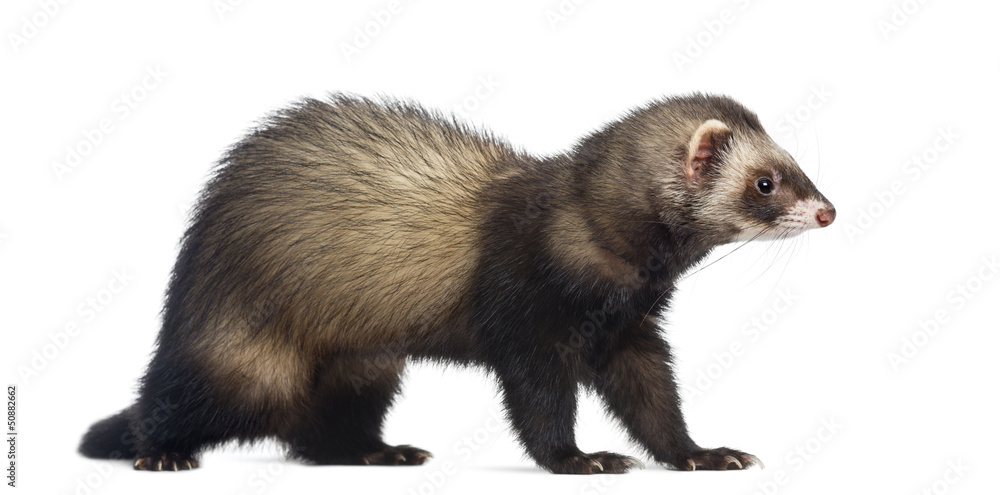 Ferret sitting and looking right, isolated on white Ferret sitting and looking right, isolated on white