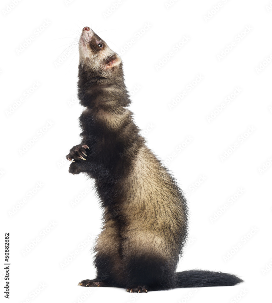 Fototapeta premium Ferret standing on hind legs and looking up