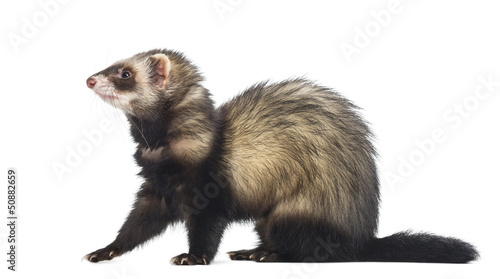 Ferret sitting and looking left, isolated on white