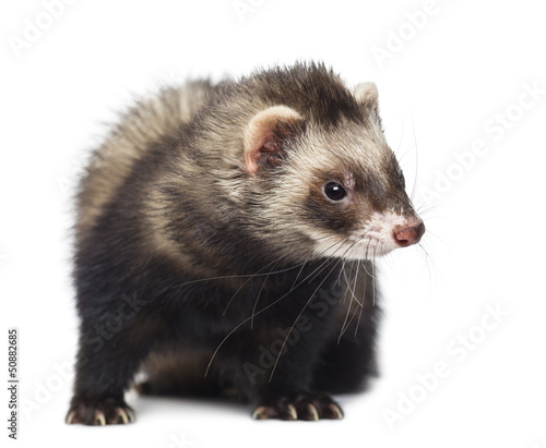 Ferret sitting and looking right, isolated on white