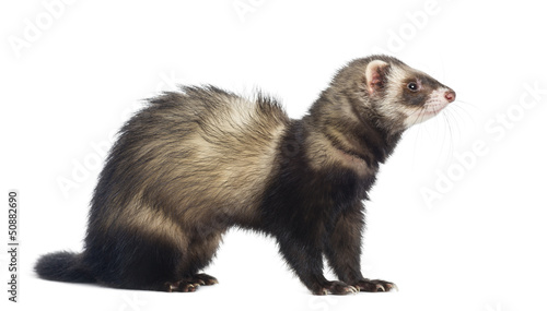 Ferret sitting and looking right, isolated on white