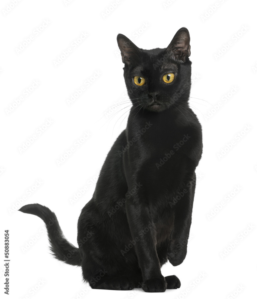 Bombay cat sitting, isolated on white Bombay cat sitting, isolated on white