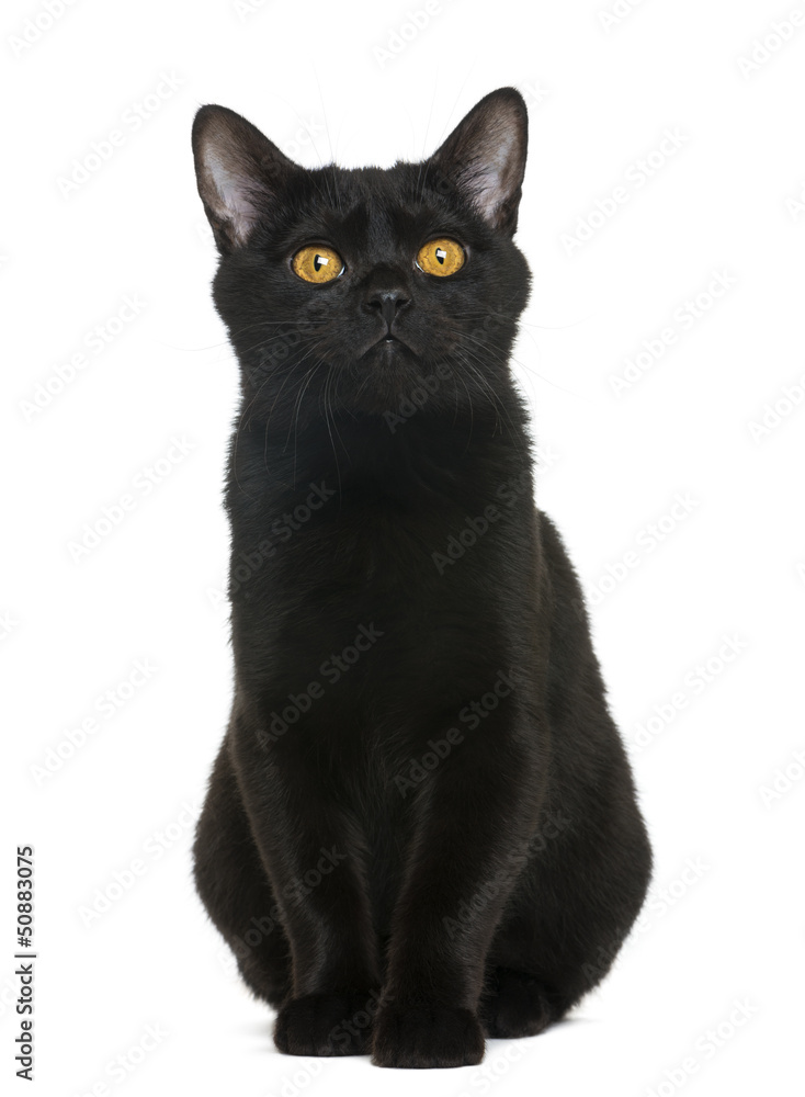Bombay kitten sitting and looking away, isolated on white