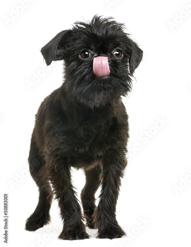 Fototapeta Naklejka Na Ścianę i Meble -  Griffon Bruxellois licking and looking away, isolated on white