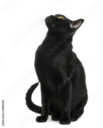 Fototapeta Naklejka Na Ścianę i Meble -  Bombay kitten sitting and looking up, isolated on white