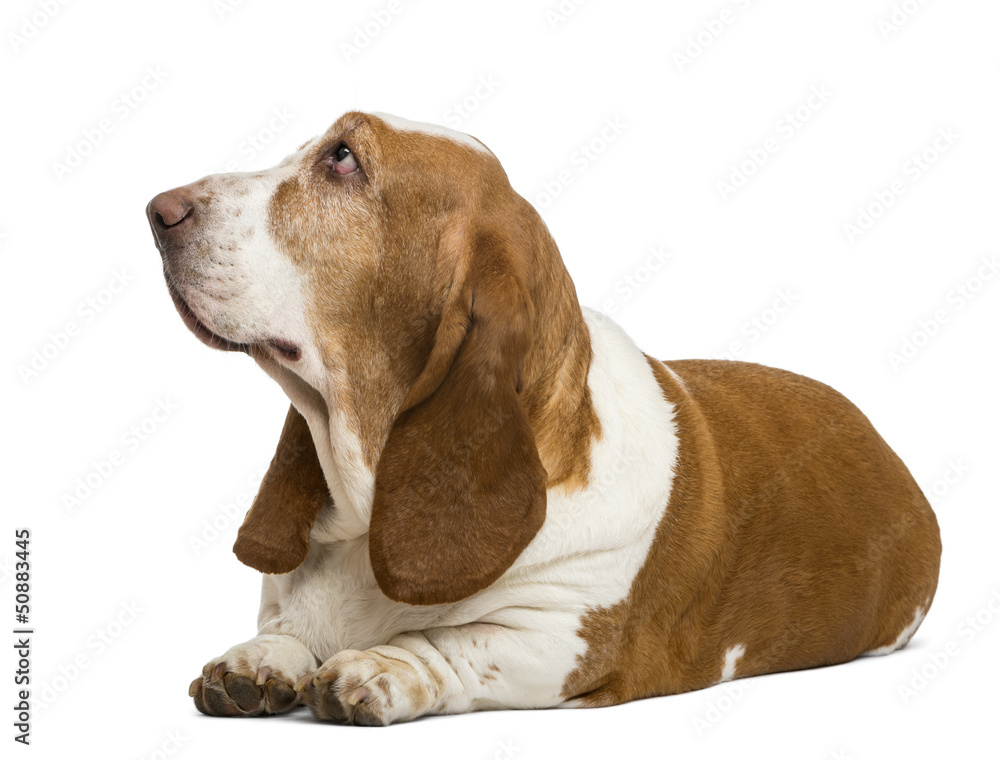 Basset Hound lying and looking up, isolated on white Basset Hound lying and looking up, isolated on white