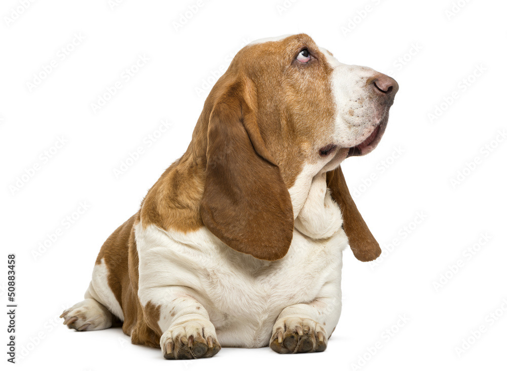 Basset Hound lying and looking up, isolated on white