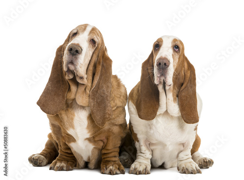 Two Basset Hounds sitting, isolated on white