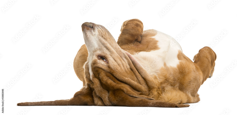 Basset Hound lying on its back, isolated on white