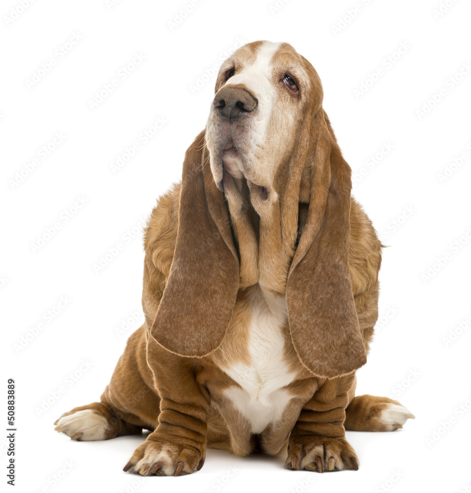 Old Basset Hound sitting and looking up, isolated on white