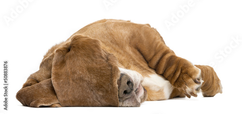 Fototapeta Naklejka Na Ścianę i Meble -  Basset Hound lying and sleeping with its ears hiding its eyes