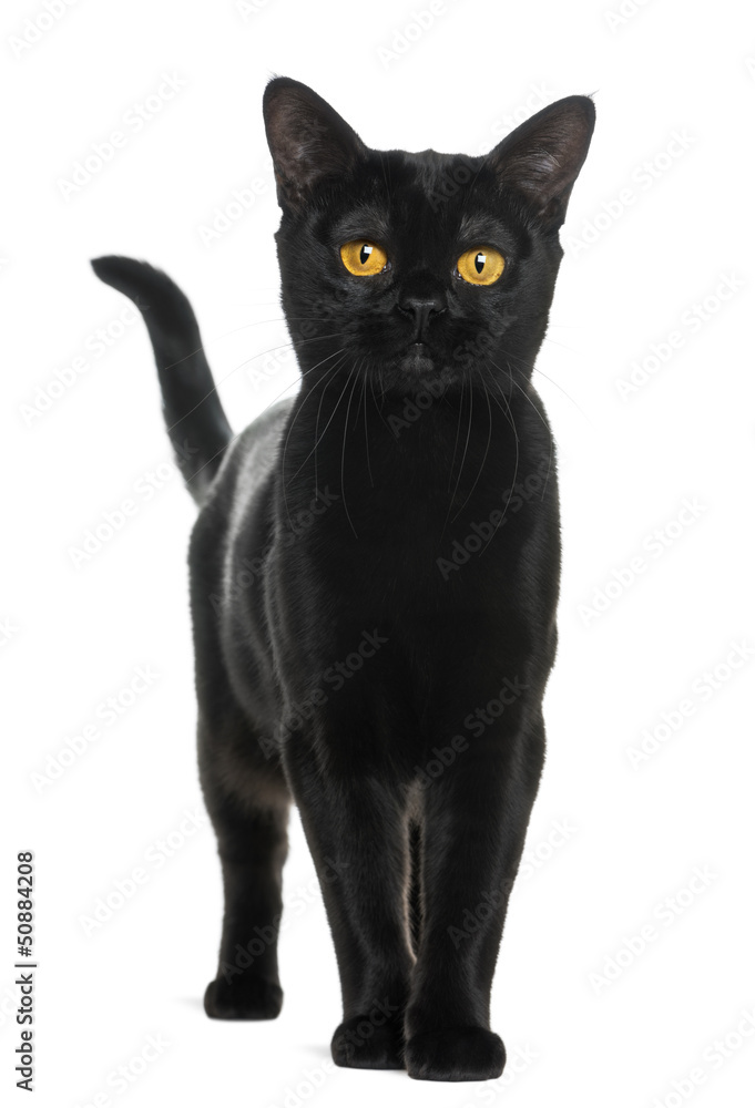 Bombay cat looking at the camera, isolated on white