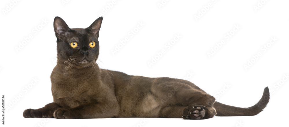 Bombay cat lying and looking away, isolated on white