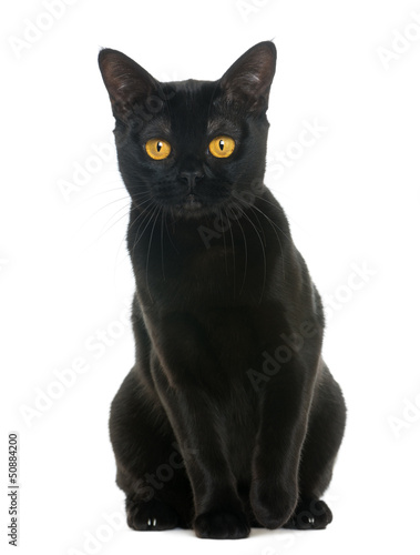 Fototapeta Naklejka Na Ścianę i Meble -  Bombay cat sitting and looking at the camera, isolated on white
