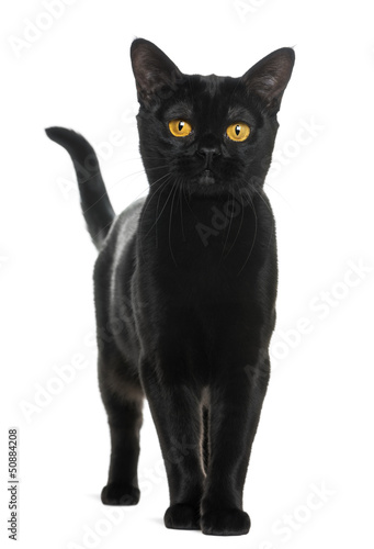 Fototapeta Naklejka Na Ścianę i Meble -  Bombay cat looking at the camera, isolated on white