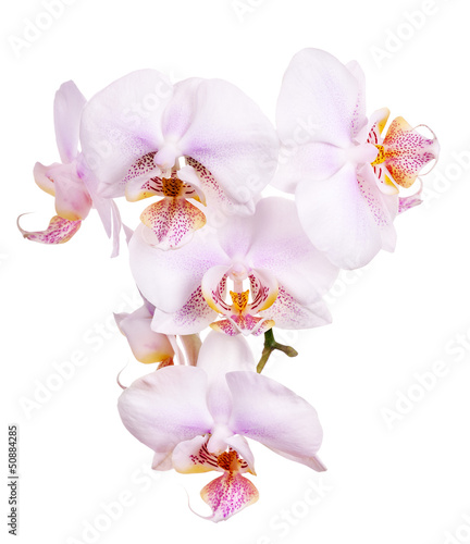 orchid flowers with pink spotted centers