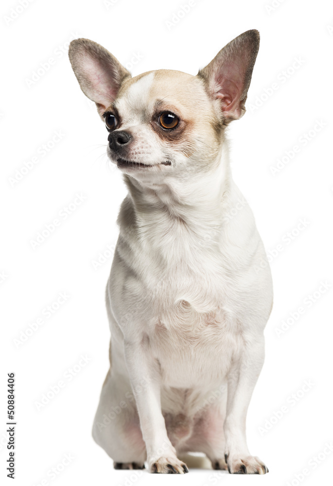 Chihuahua (2 years old) sitting and looking left, isolated on wh