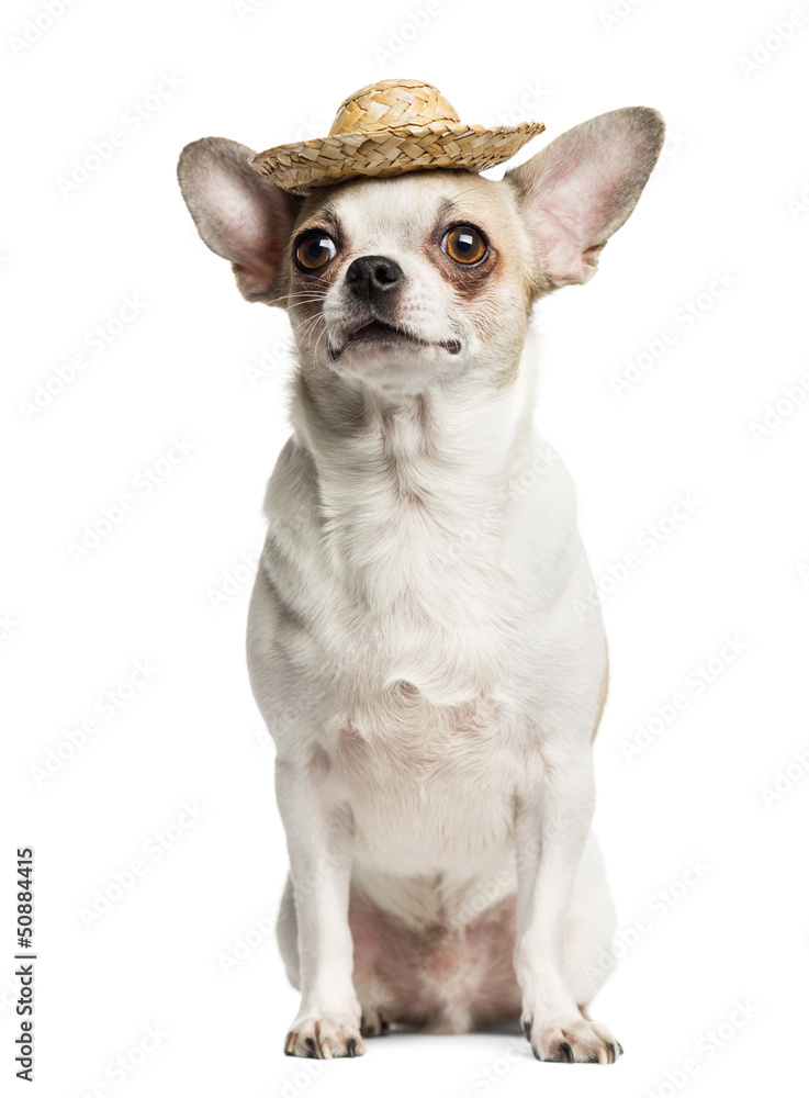 Chihuahua (2 years old) sitting and wearing a straw hat