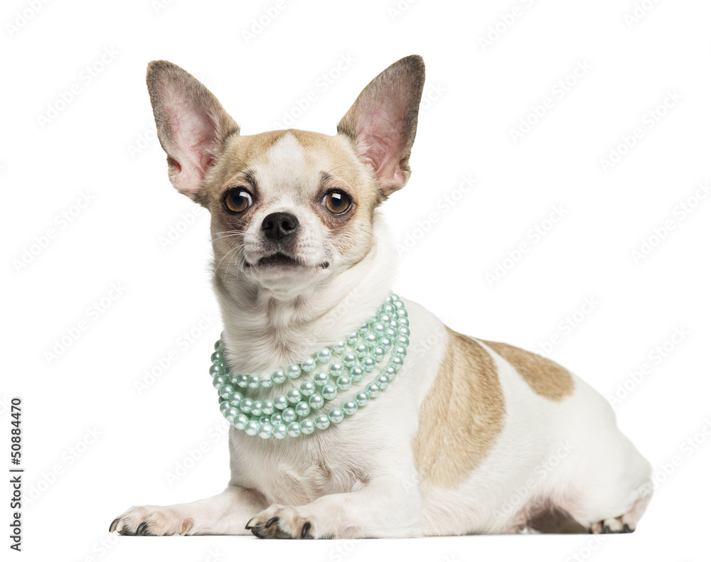 Chihuahua (2 years old) lying and wearing a pearl necklace