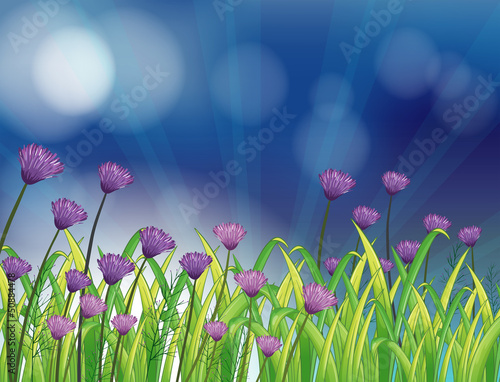 A garden with fresh violet flowers