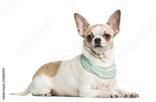 Chihuahua (2 years old) lying and wearing a pearl necklace