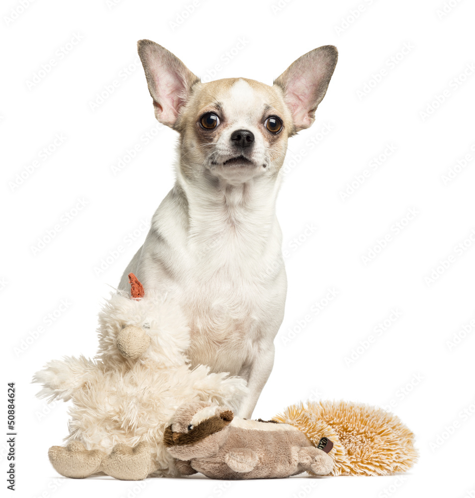 Chihuahua (2 years old) sitting behind stuffed toys