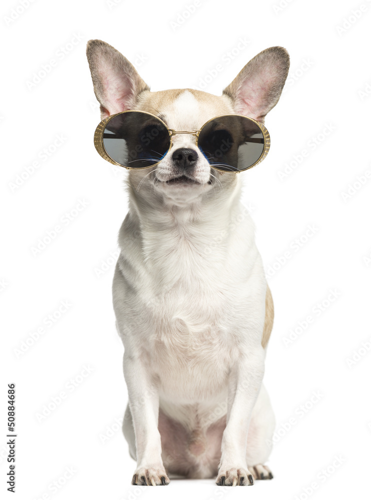 Chihuahua (2 years old) sitting and wearing sunglasses