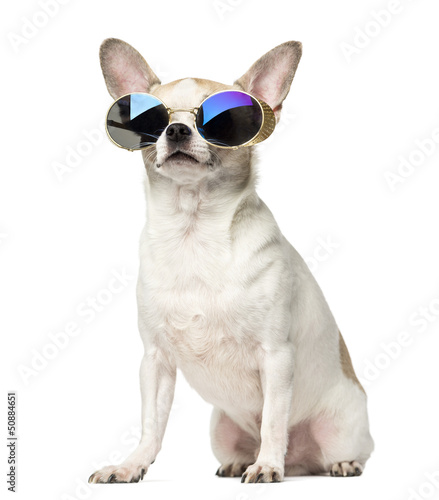Fototapeta Naklejka Na Ścianę i Meble -  Chihuahua (2 years old) sitting and wearing sunglasses