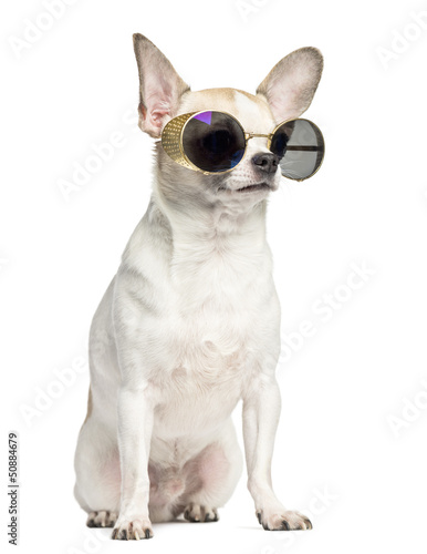 Chihuahua (2 years old) sitting and wearing sunglasses © Eric Isselée