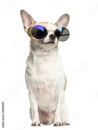 Fototapeta Naklejka Na Ścianę i Meble -  Chihuahua (2 years old) sitting and wearing sunglasses
