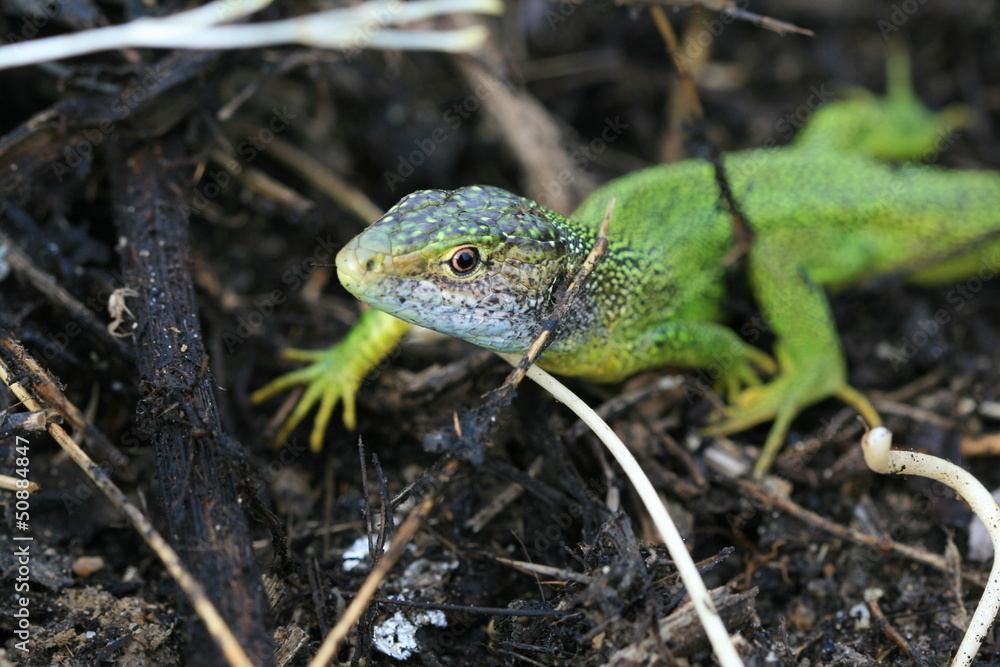 Naklejka premium Tête Lézard vert