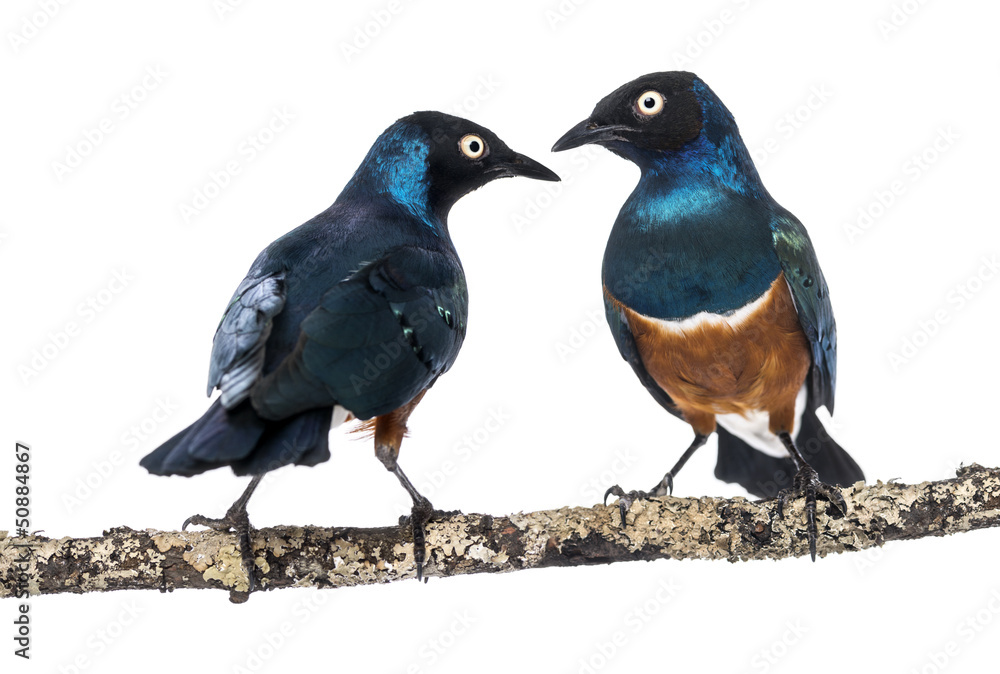 two Superbs Starling on a branch - Lamprotornis superbus two Superbs Starling on a branch - Lamprotornis superbus