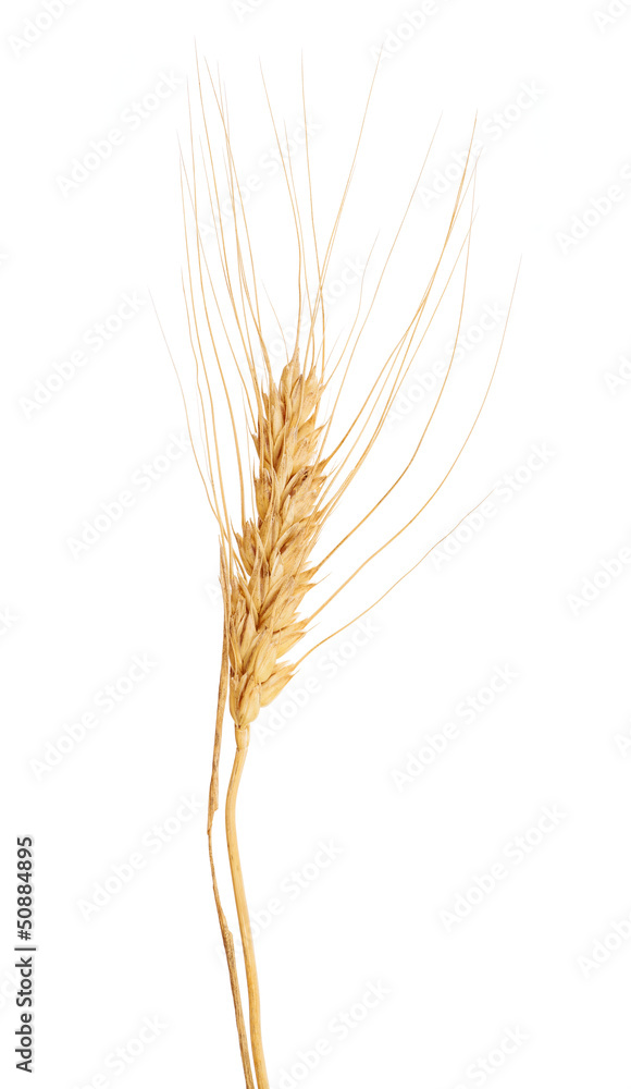 isolated ear of golden wheat with awns isolated ear of golden wheat with awns