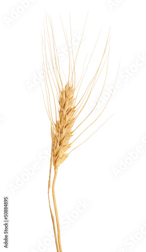 isolated ear of golden wheat with awns