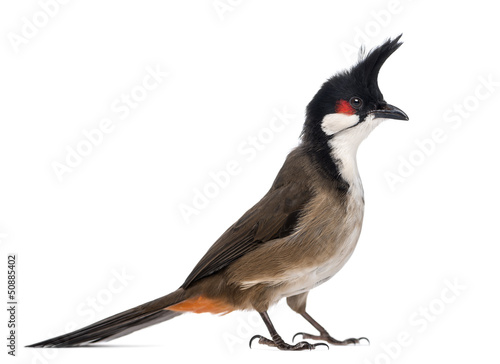 Vászonkép Side view of a Red-whiskered Bulbul - Pycnonotus jocosus