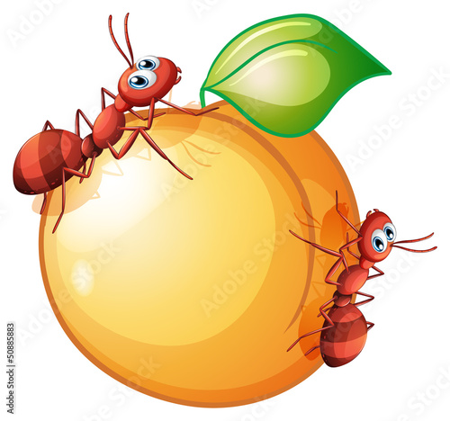 An orange fruit with two ants