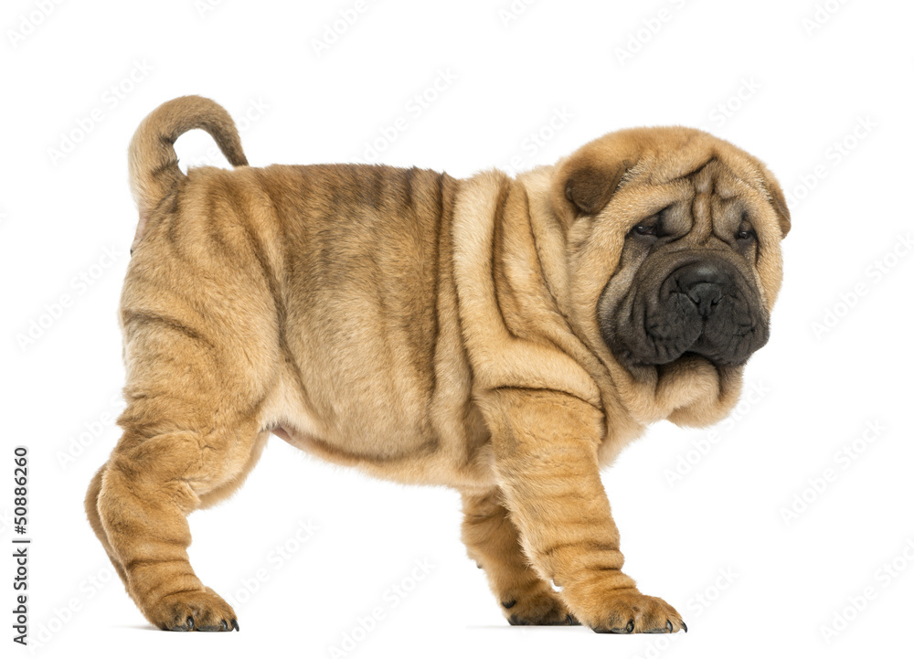 Obraz premium Side view of Shar pei puppy (11 weeks old) isolated on white
