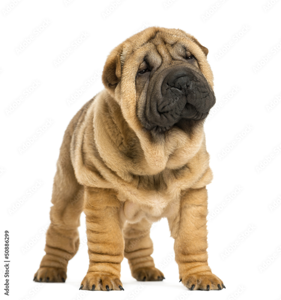 Front view of Shar pei puppy looking away (11 weeks old) Front view of Shar pei puppy looking away (11 weeks old)