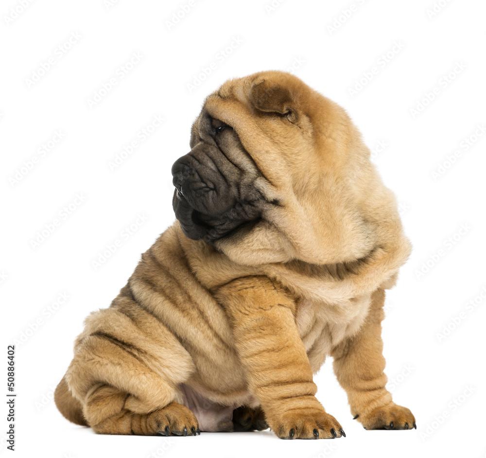 Shar pei puppy, looking back, sitting (11 weeks old) Shar pei puppy, looking back, sitting (11 weeks old)