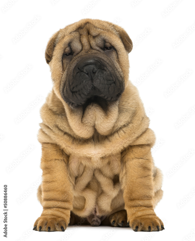 Shar pei puppy sitting (11 weeks old) isolated on white Shar pei puppy sitting (11 weeks old) isolated on white