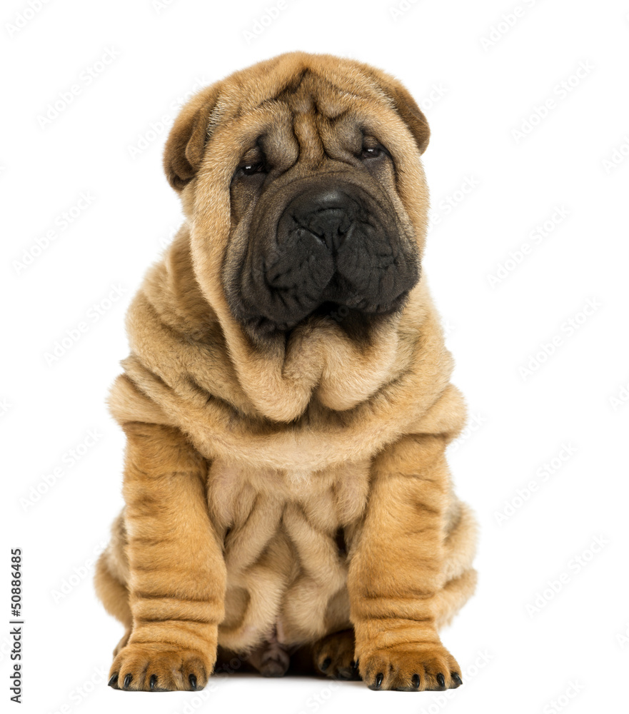 Front view Shar pei puppy sitting (11 weeks old) Front view Shar pei puppy sitting (11 weeks old)